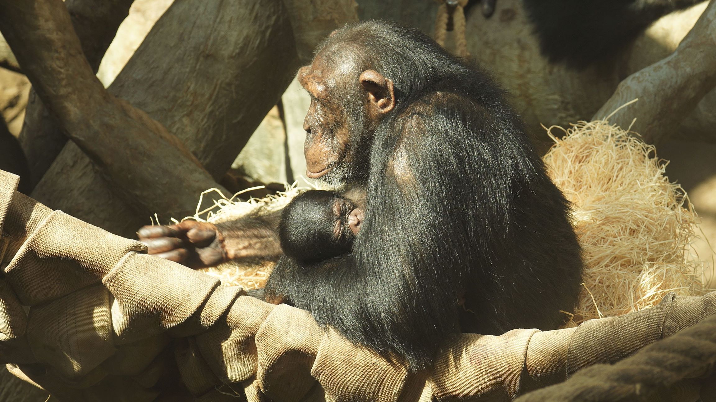V Zoo Ostrava se narodilo šimpanzí mládě, k vidění je v Pavilonu evoluce