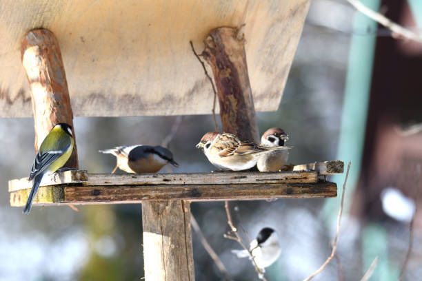 Únorová krmící procházka Faunaparkem  photo