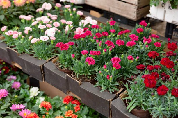 Jarní trh na náměstí photo