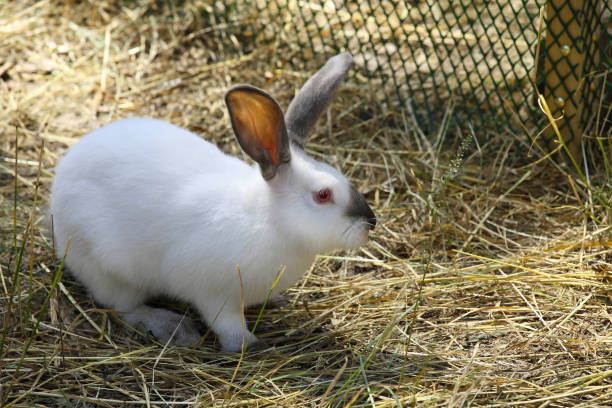 Výstava chovatelů photo