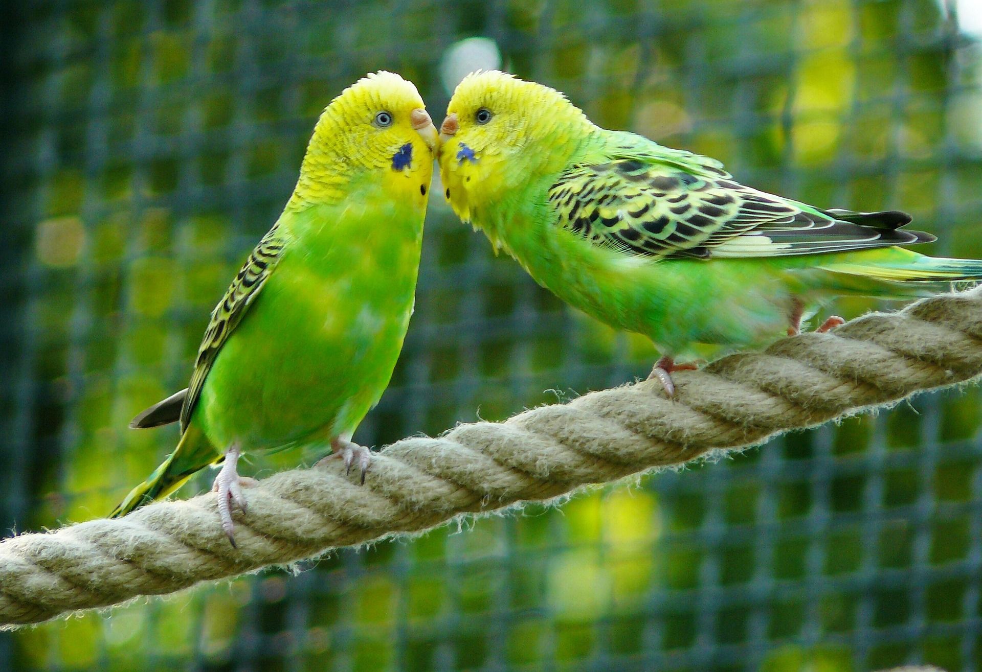 FAUNA TRHY photo
