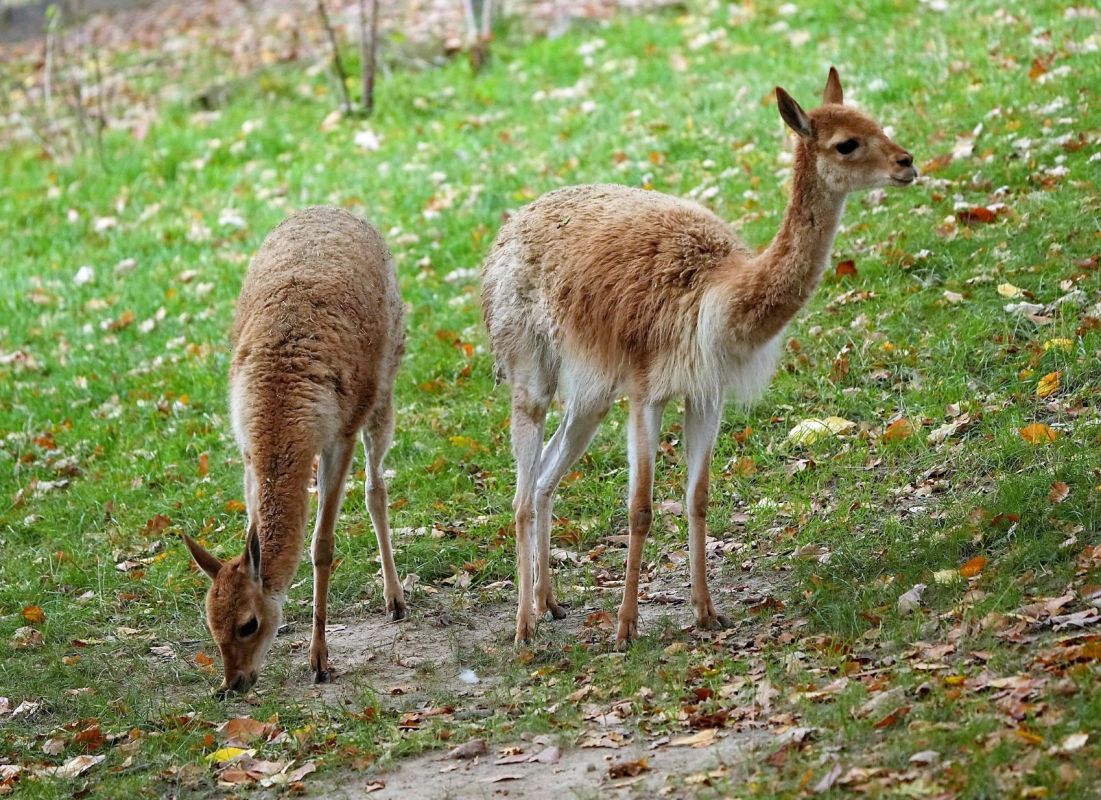 Sajga a vikuňa – na hraně vyhubení photo
