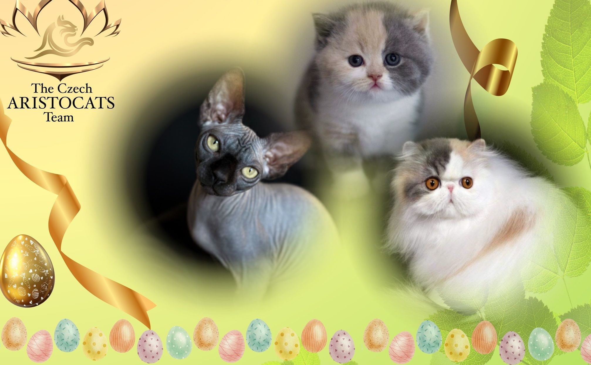 Velikonoční výstava koček photo