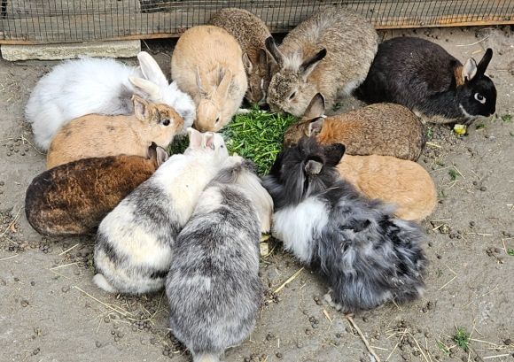 Březnová procházka Faunaparkem photo