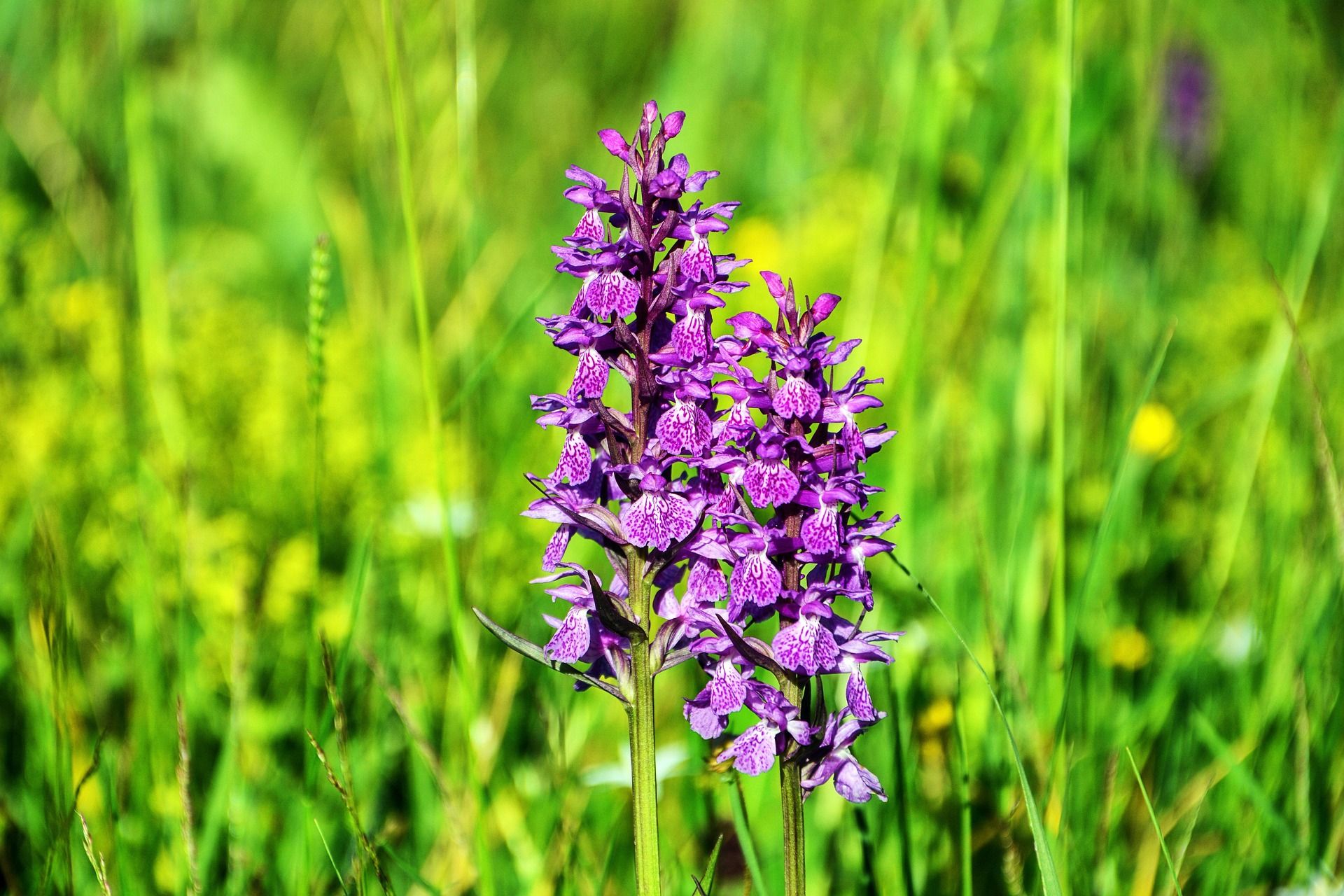 Za krásou divokých orchidejí photo