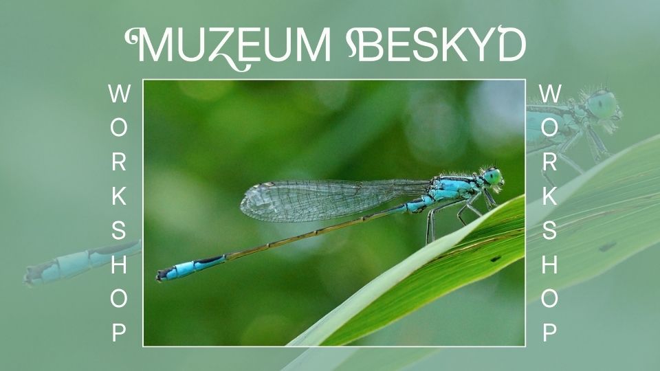 Fascinující svět našich vážek photo